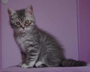 Chaton British blue silver spotted tabby