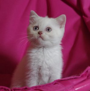 chat british shorthair fawn point