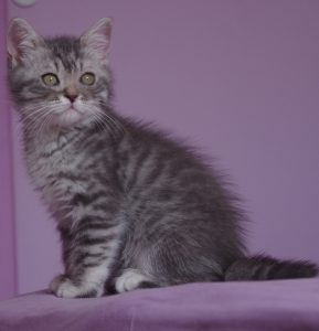 chat blue silver tabby